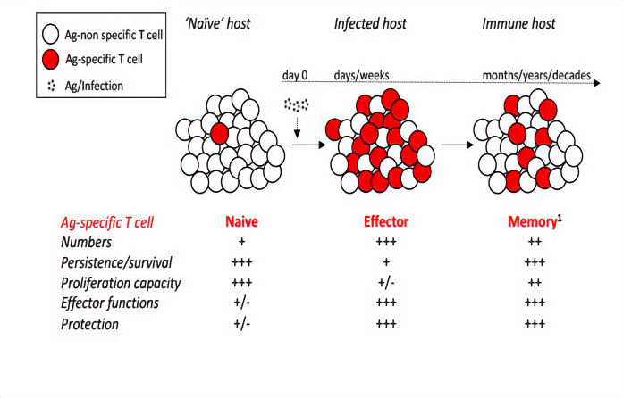 Research Diagram 1, see text