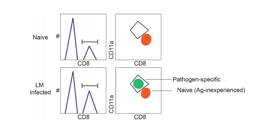 Research Diagram, see text