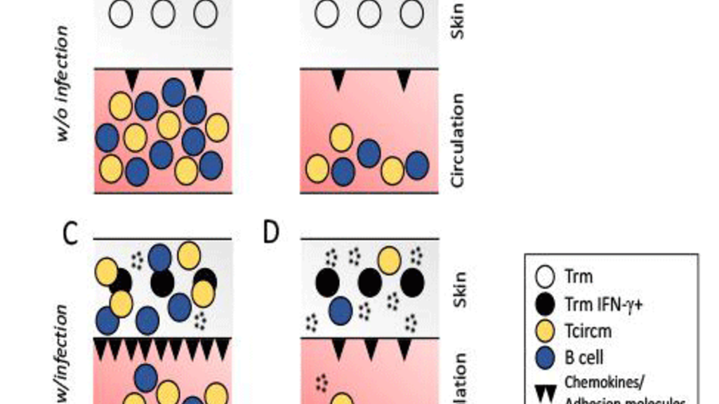 Research Diagram, see text